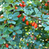 Barberry