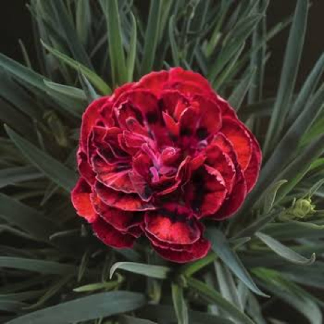 Dianthus Caryophyllus 'Supertrouper Butterfly Dark Red' 10 count flat of 4" pots
