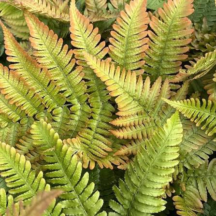 Autumn Fern – Coppery New Fronds, Glossy Green Shade Fern (Dryopteris erythrosora)