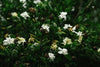 Gardenias