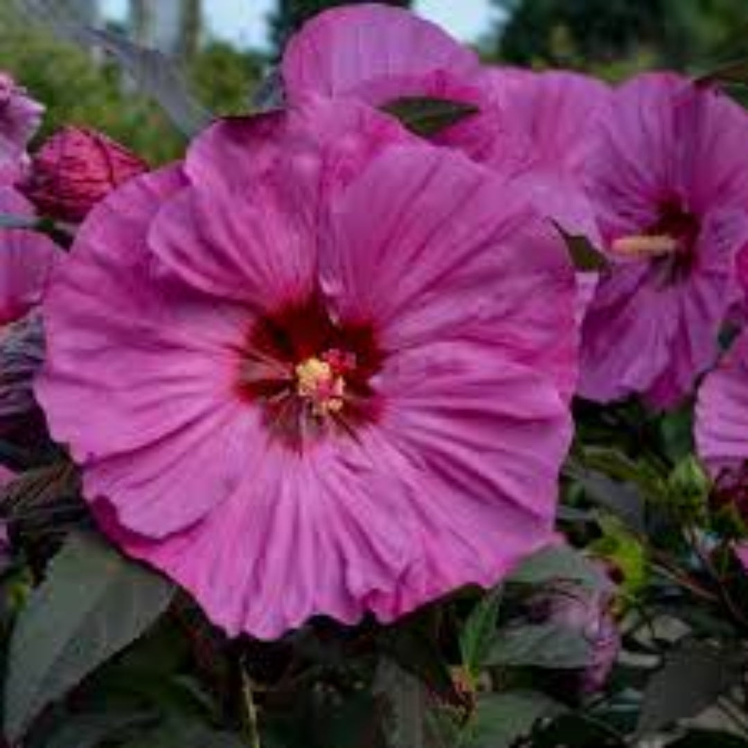 Hibiscus Summerific 'Berry Awesome' – evergreen