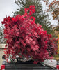 Japanese Maple