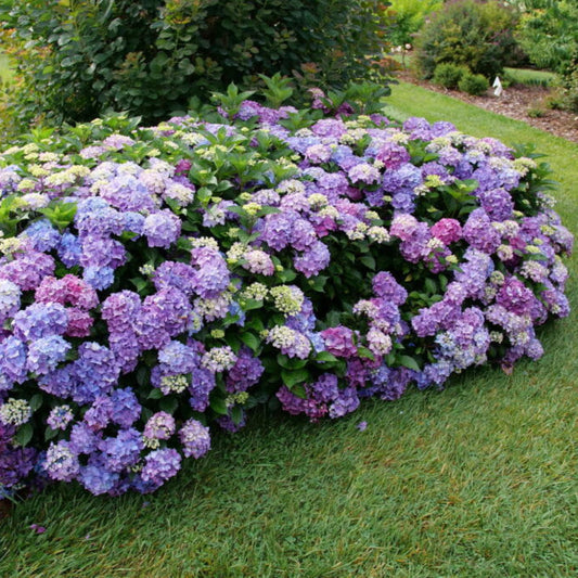 Bright flowers of Hydrangea All Summer Beauty plants