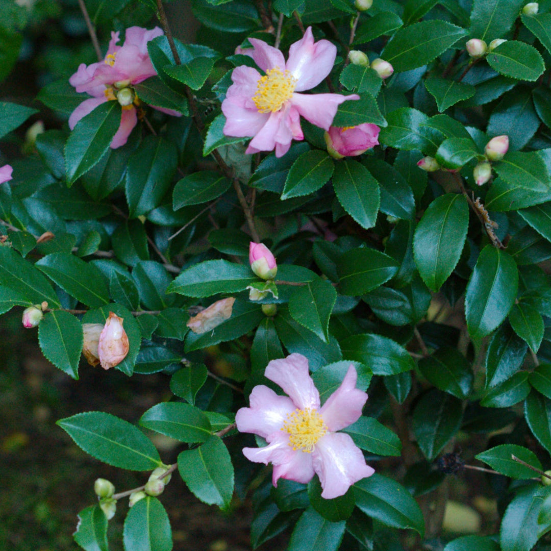 Evergreen Winter’s Star camellia plant in garden
