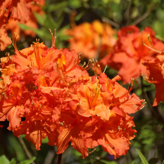 Rhododendron Gibraltar azalea close view of orange blooms