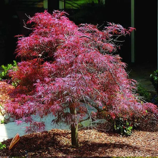 Acer palmatum Garnet red laceleaf Japanese maple close up