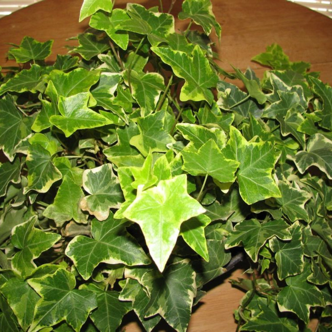 (10 Count Flat 4" Pots) 'Ingelise' Ivy", Variegated Needlepoint Ivy, Ood For Topiaries