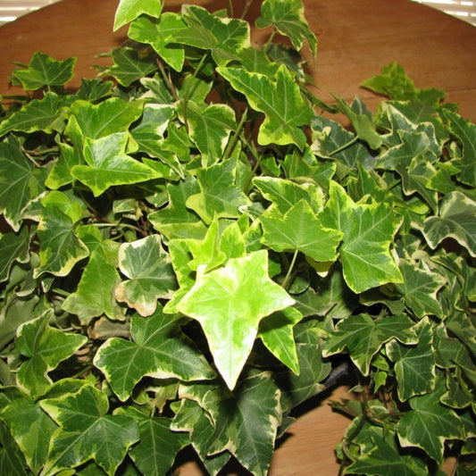 (10 Count Flat 4" Pots) 'Ingelise' Ivy", Variegated Needlepoint Ivy, Ood For Topiaries