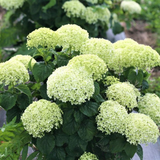 Invincibelle Limetta Shrub Blooming in Summer Garden