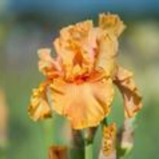 1 Gallon Pot: Iris Germanica 'Cordoba' Bearded German Iris