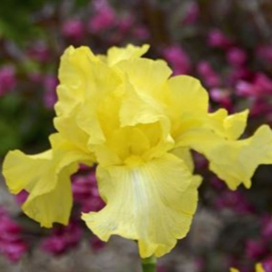 1 Gallon Pot:Iris Germanica 'Harvest of Memories'. Bearded Iris, German Iris. Tall Bearded Iris Boasting Radiant All-Yellow Blooms