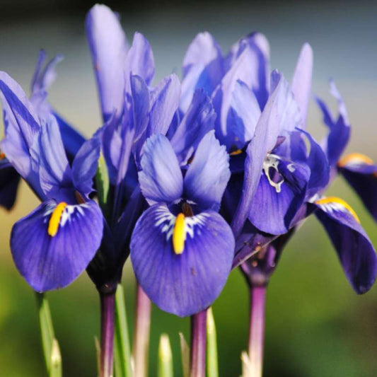 Iris reticulata bulb in bloom with vibrant violet and yellow flowers