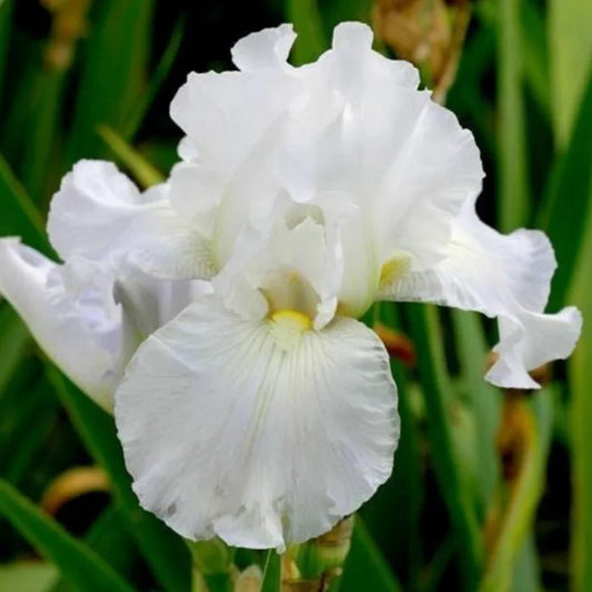 Iris Germanica Immortality – flowering shrub