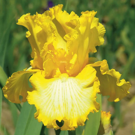 Iris germanica 'That's All Folks' (Yellow) German Bearded Iris – evergreen
