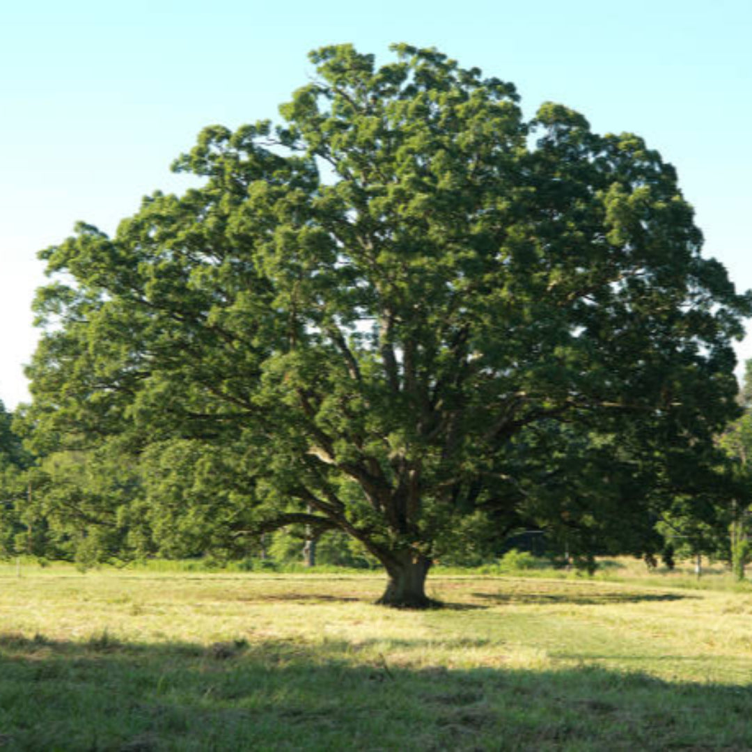 Close-up of mature White Oak leaves with detailed vein pattern and texture.