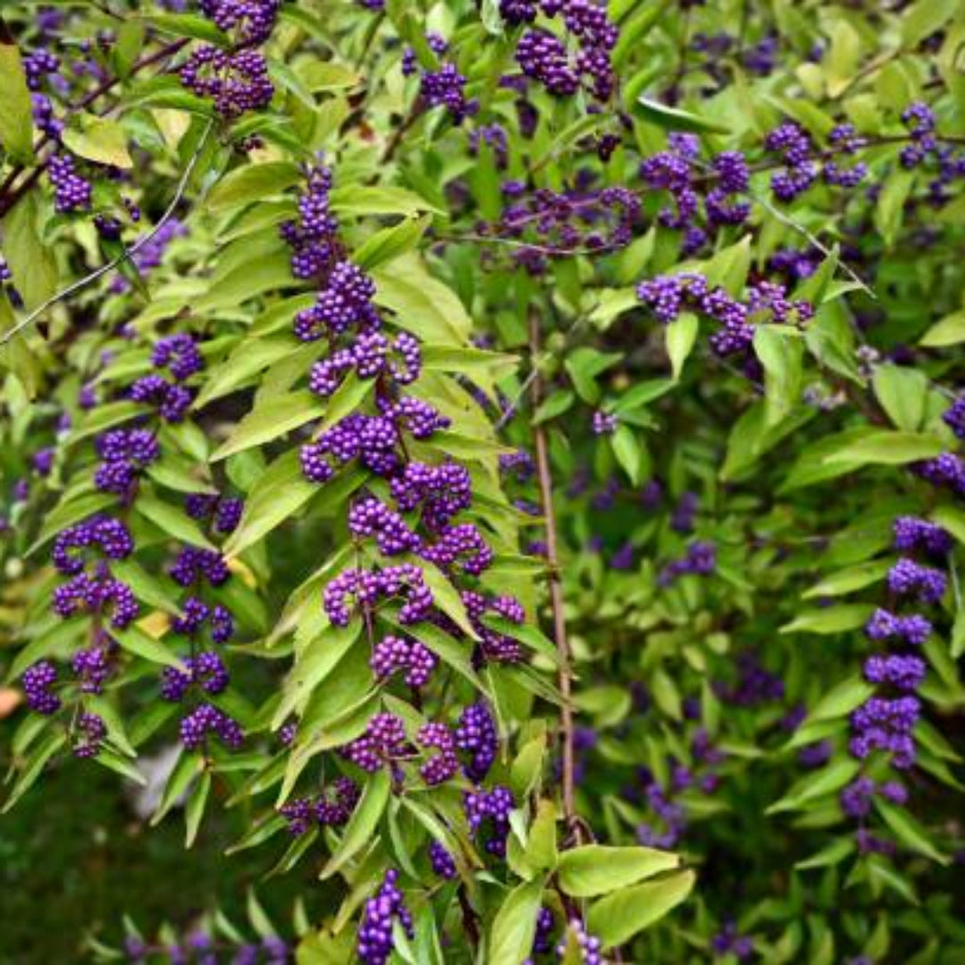 Purple beautyberry fruits on ornamental shrub