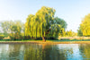 Willows