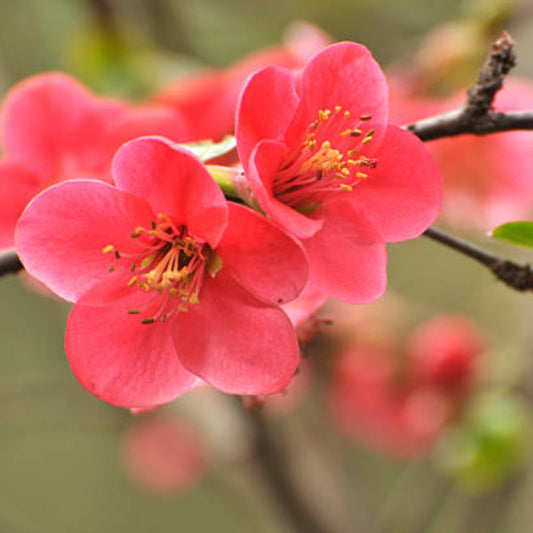 Chaenomeles japonica flowering quince bush in full bloom