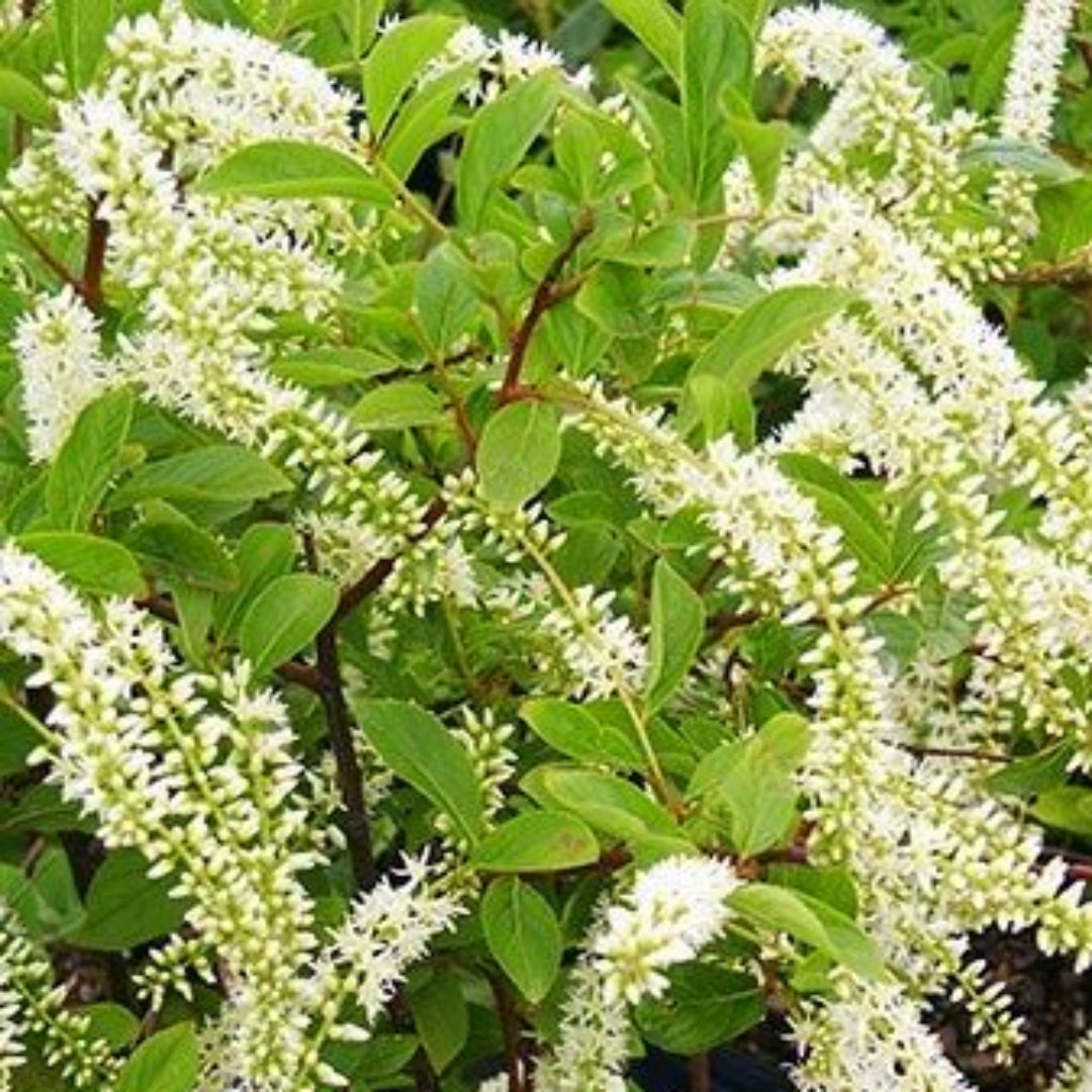 Little Henry sweetspire shrub with white spring flowers