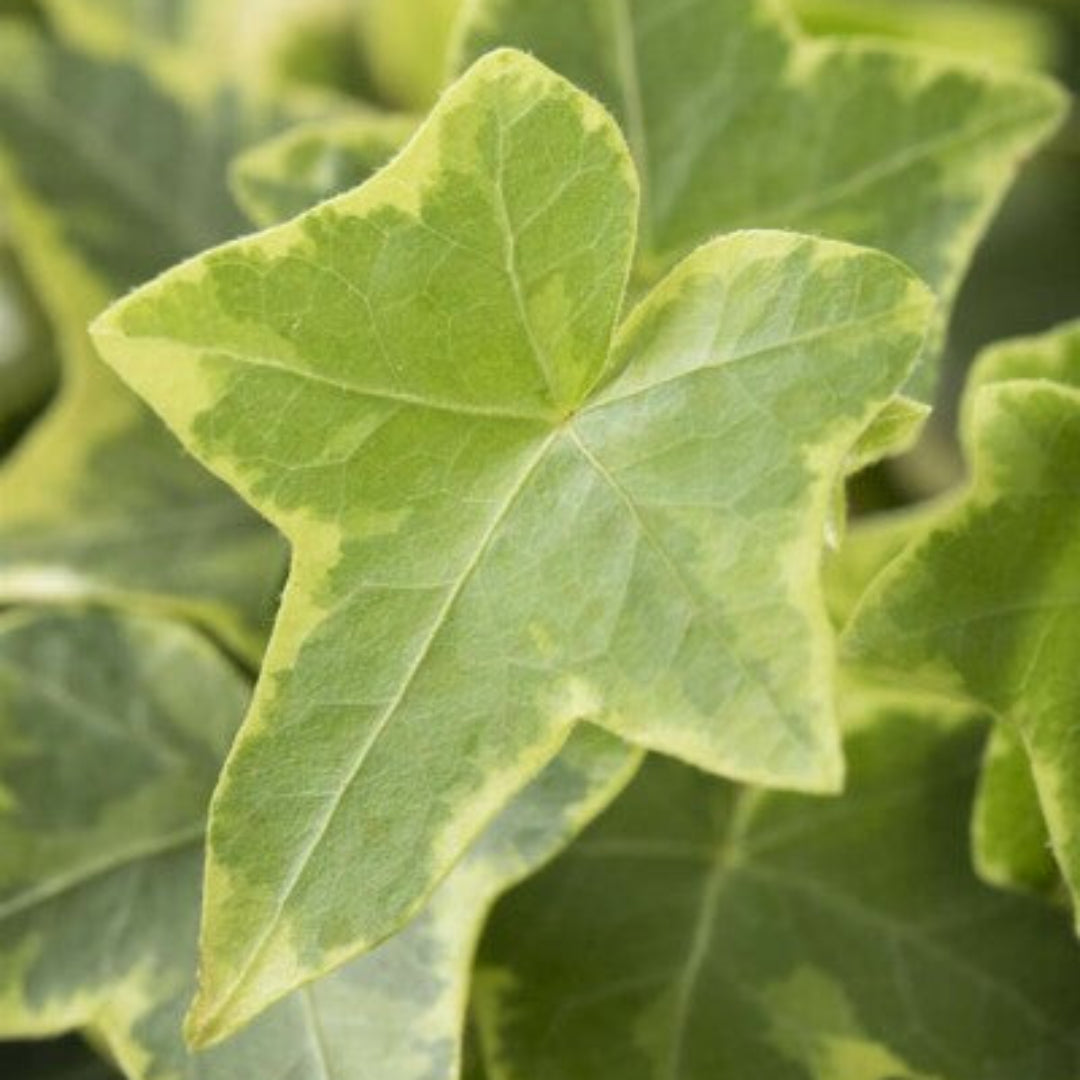 homeandgardensforless.com