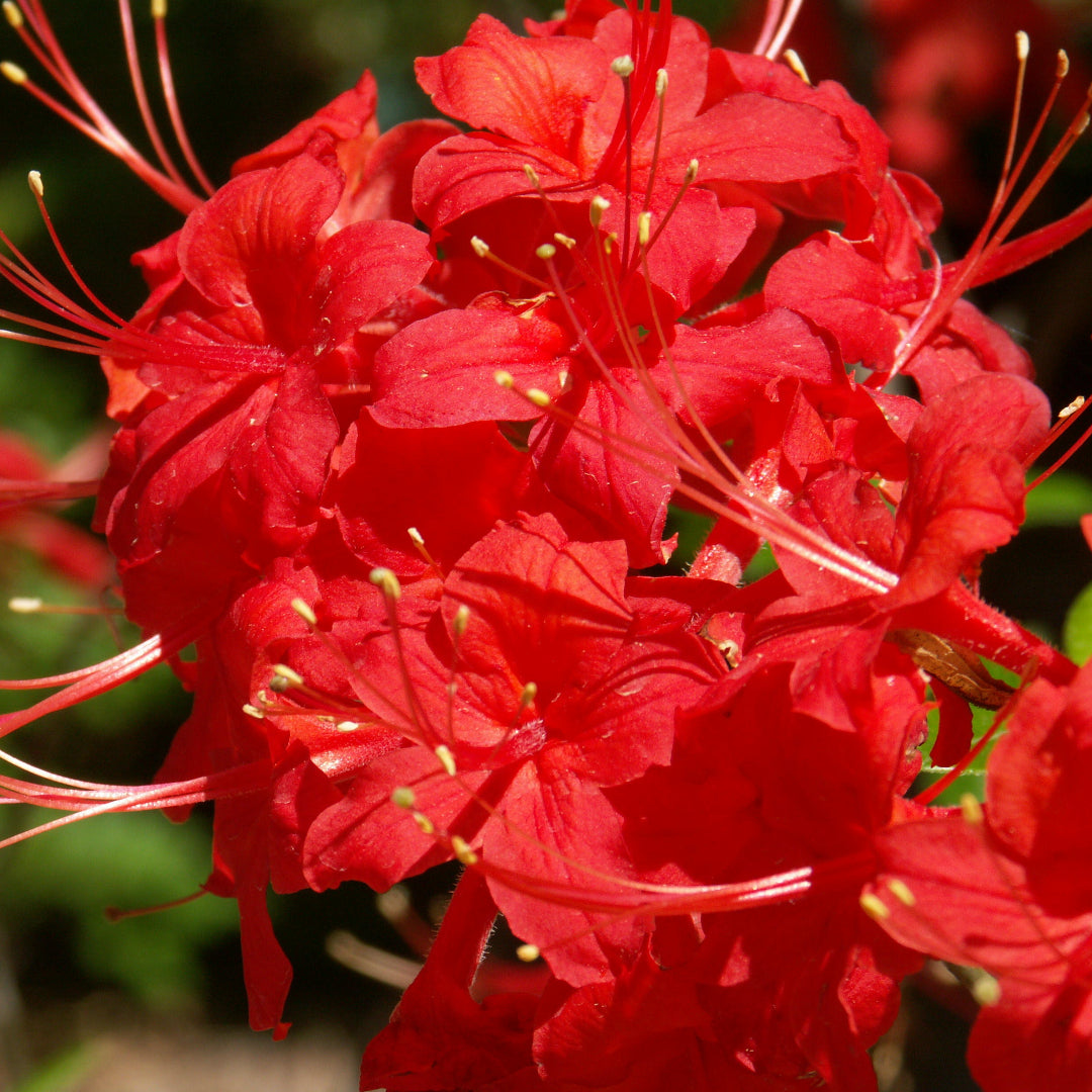 (1 Gallon) Jack Melton Rhododendron, a Scarlet Red Selection of The Oconee Azalea Blooms Late April Into May