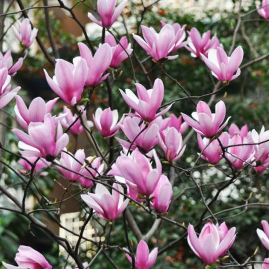 Jane Magnolia Tree – Live Purple-Pink Spring Bloomer | Hardy Zones 4–8 live plant for landscaping and home gardens