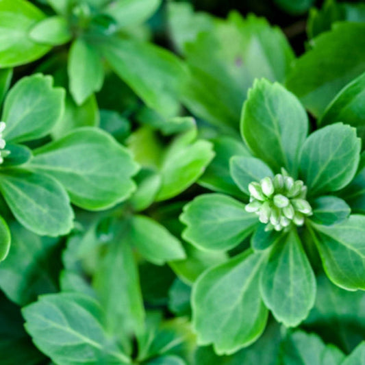 Pachysandra Terminalis plant growing in garden bed