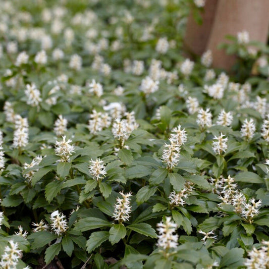 Dense Japanese Spurge Pachysandra green carpet view