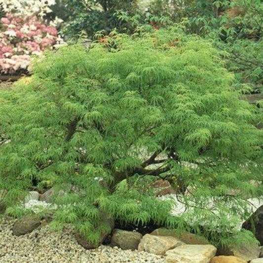 Mature Japanese Maple Waterfall variety showing graceful weeping form in a landscaped garden