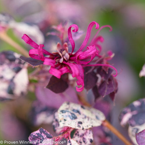 Jazz Hands Loropetalum