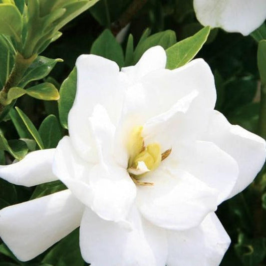 Evergreen Jubilation gardenia shrub for outdoor landscaping