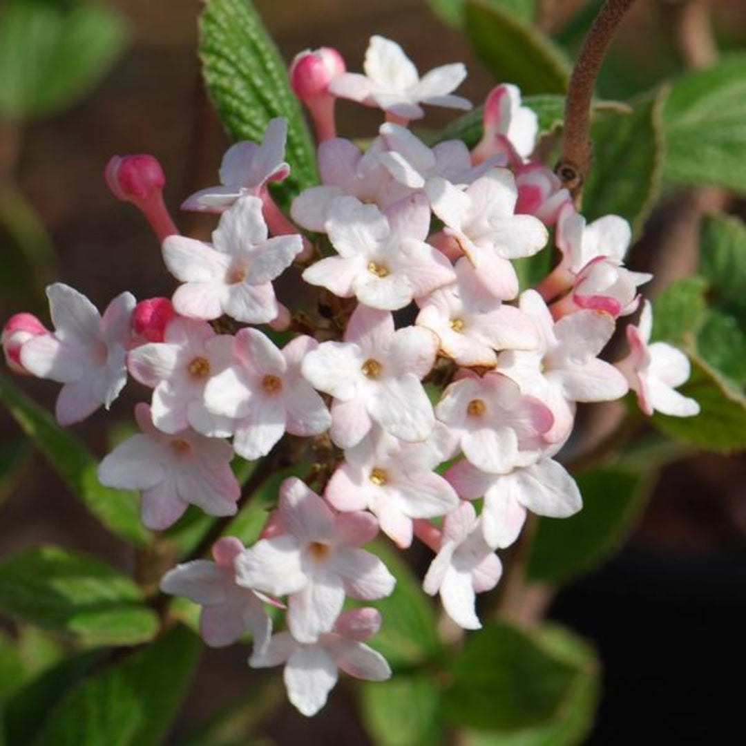 Juddii Viburnum Shrub with Pinkish Buds Opening to Fragrant White Flowers