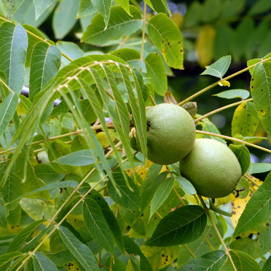 Beautiful Black Walnut with a Round – fruit plant