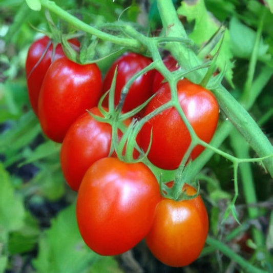 Tomato Plant 'Juliet' – vegetables