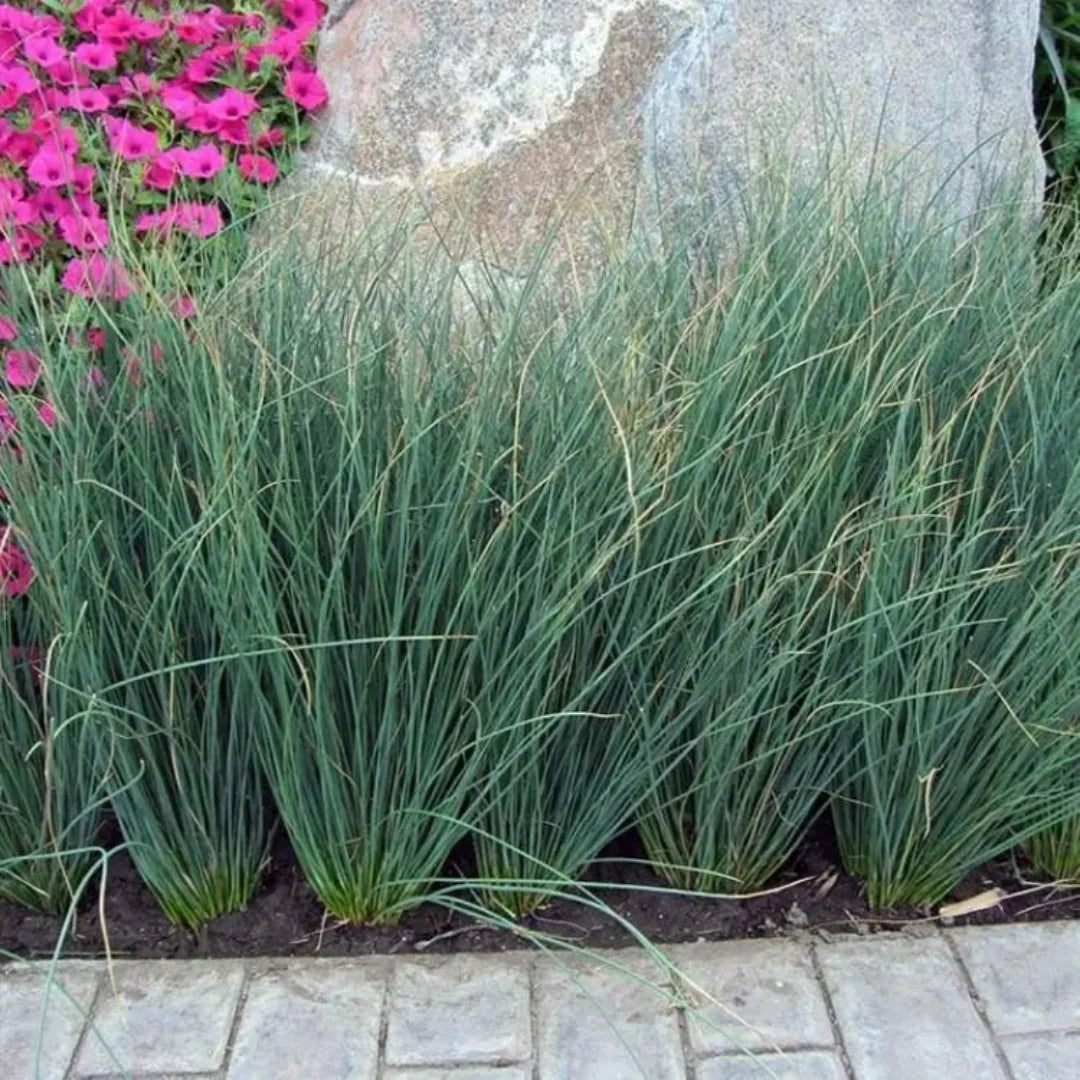 Grass: Juncus tenuis 'Blue Dart' Rush – evergreen