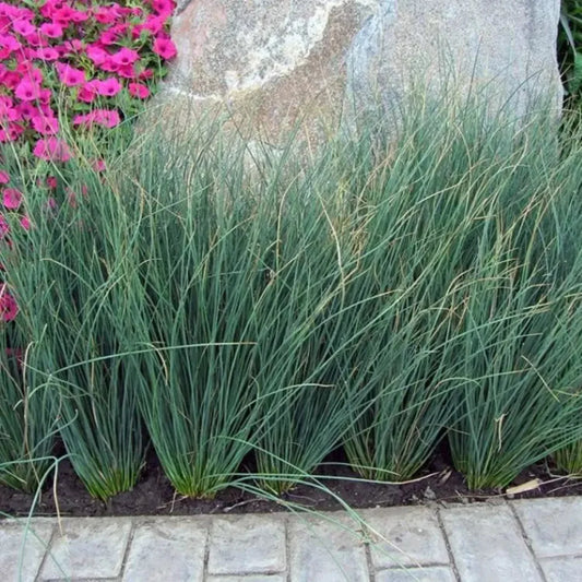 Grass: Juncus tenuis 'Blue Dart' Rush – evergreen
