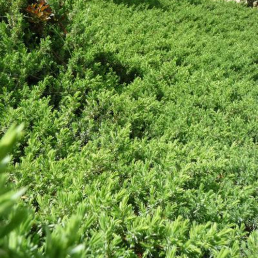 Juniperus conferta Blue Pacific groundcover shrub