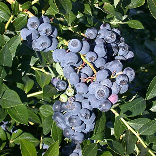 Austin Blueberry plant showing clusters of ripening blue berries