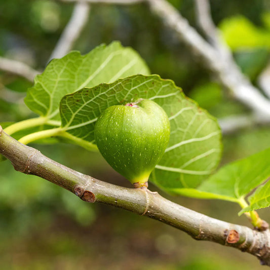Kadota Fig Tree displaying healthy green leaves
