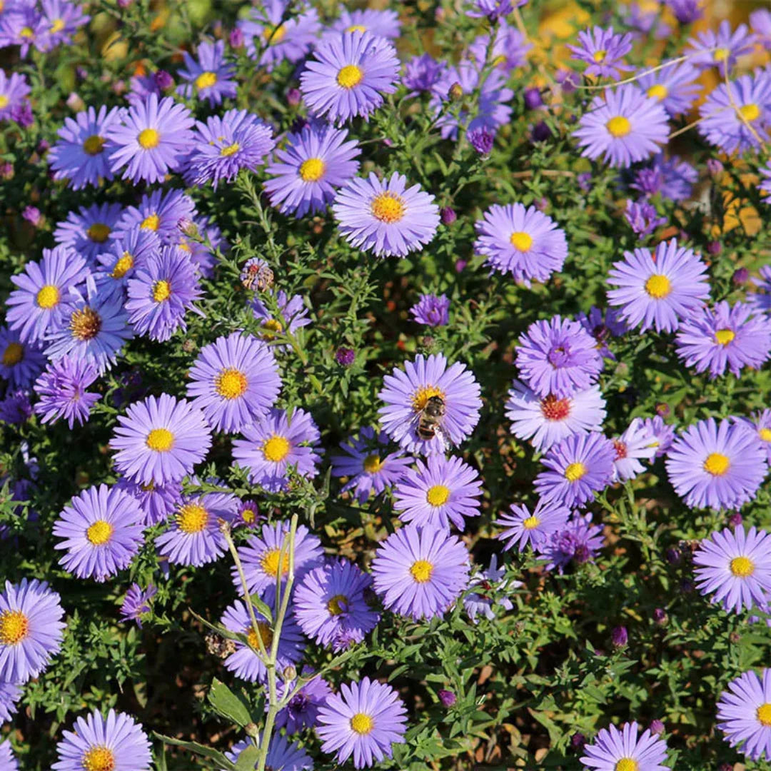Lilac-blue aster flowers from the Kickin series, with a bee visiting a bloom