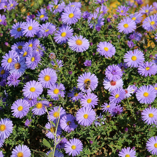 Lilac-blue aster flowers from the Kickin series, with a bee visiting a bloom