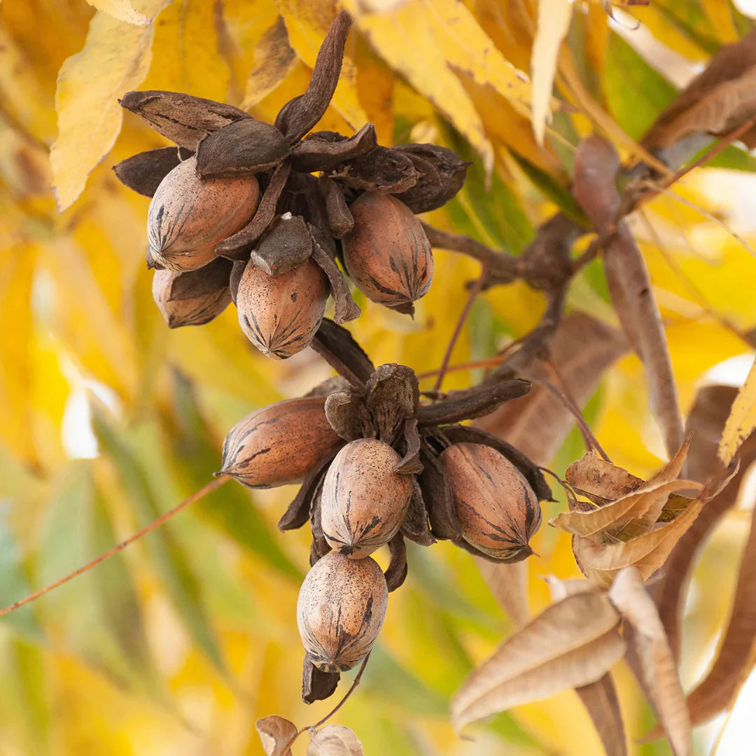 Kiowa Pecan Tree, Produces a Very Large, High Quality Nut. – fruit plant