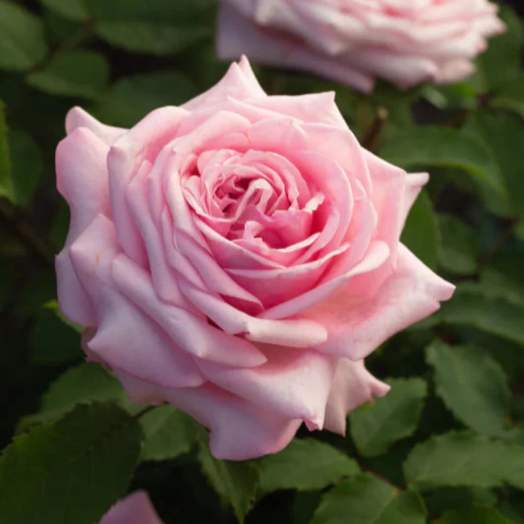 Garden-grown Belinda’s Dream Roses with multiple blossoms and healthy foliage.