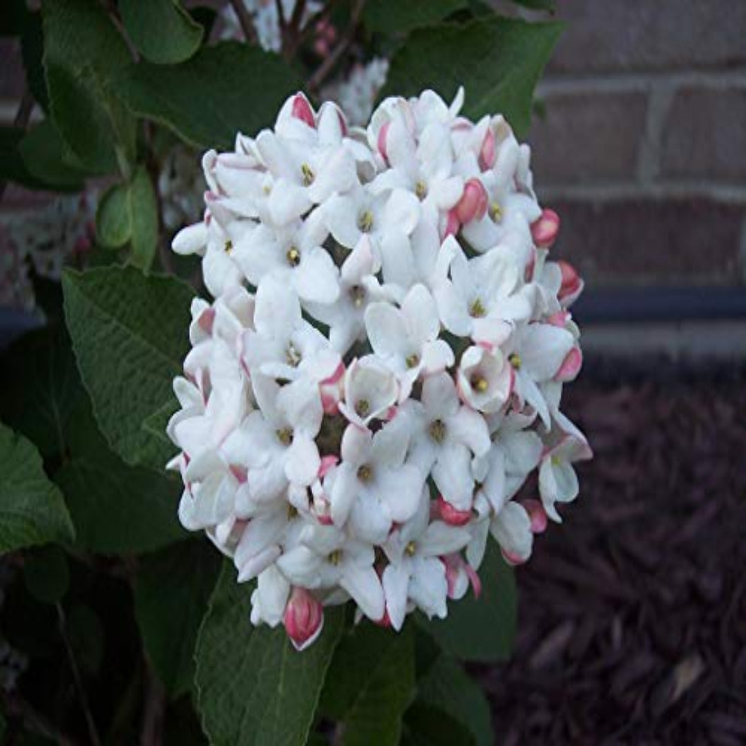 Korean Spice Viburnum Shrub with Sweetly Scented Pink and White Flowers