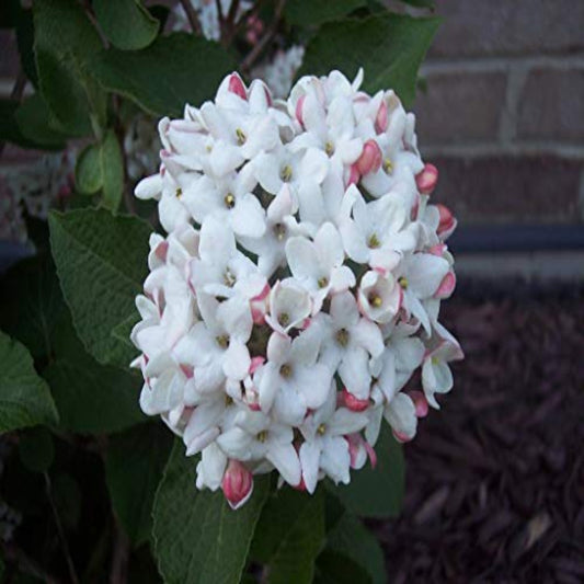 Korean Spice Viburnum Shrub with Sweetly Scented Pink and White Flowers