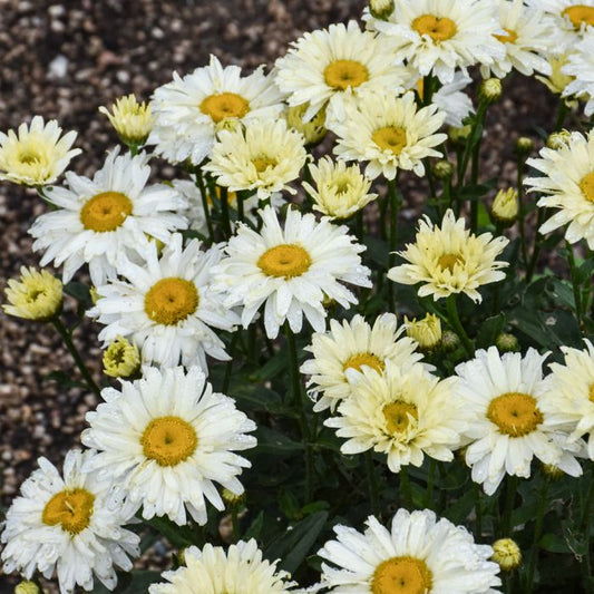 Leucanthemum x superbum Amazing Daisies Banana Cream Shasta Daisy