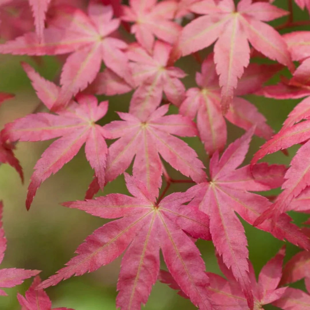 Shin Deshojo Japanese Maple bright red foliage in spring
