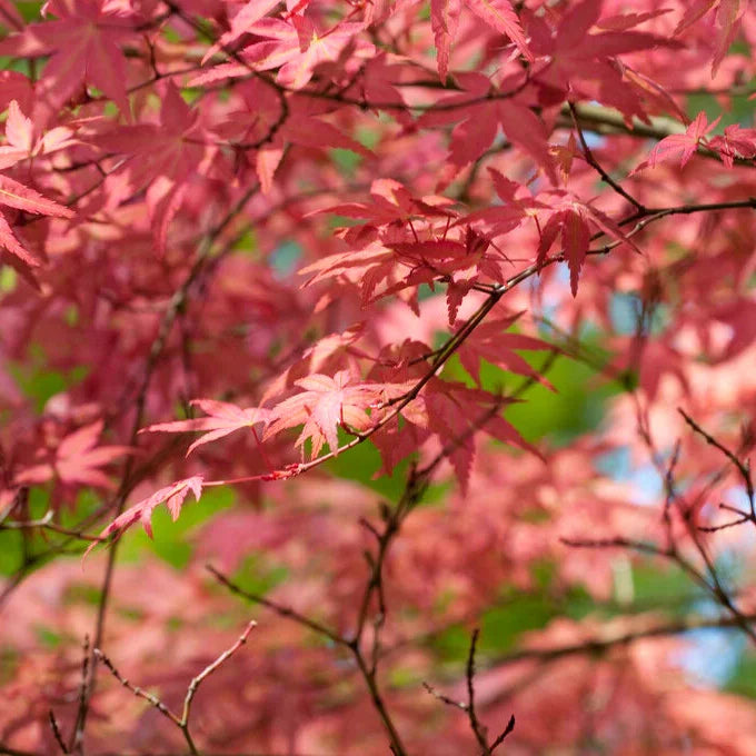 Shin Deshojo Japanese Maple young tree with red leaves