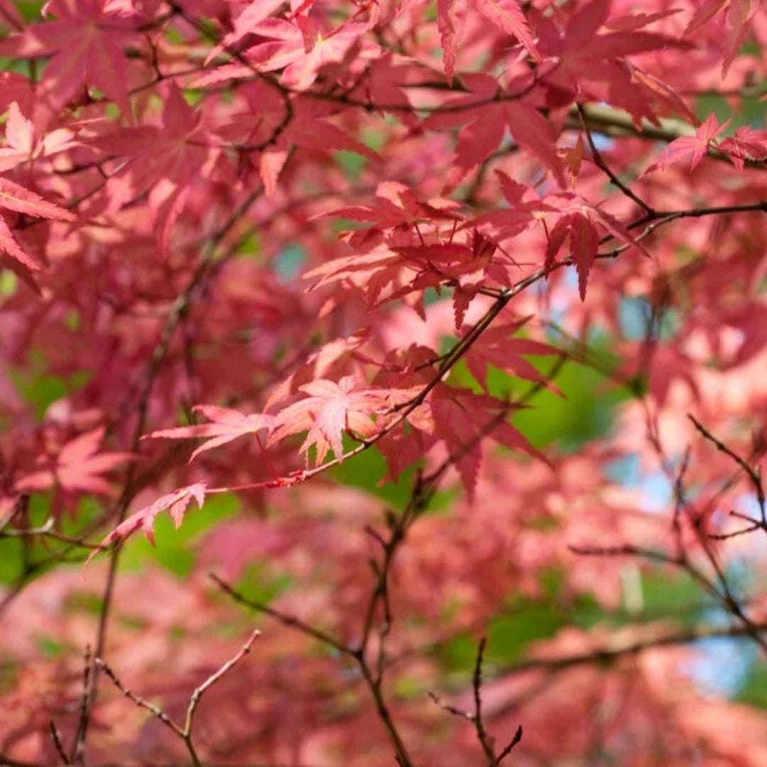 Mature Shin Deshojo Japanese Maple showing vibrant red color