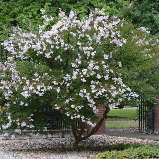 Acoma White Crape Myrtle Tree with Beautiful White Blooms